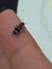 Thanasimus formicarius