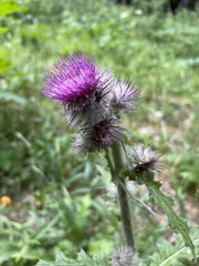 Cirsium edule