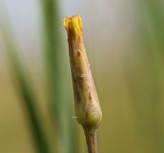 Scorzonera parviflora