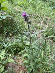 Cirsium edule