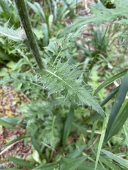 Cirsium edule