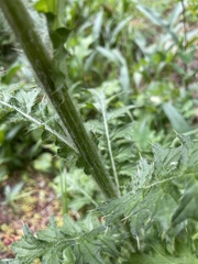Cirsium edule