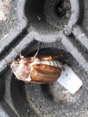 Amphimallon solstitiale
