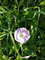 Calystegia sepium spectabilis