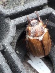 Amphimallon solstitiale