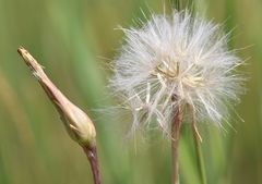 Scorzonera parviflora