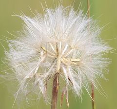 Scorzonera parviflora