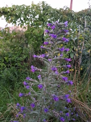 Echium vulgare