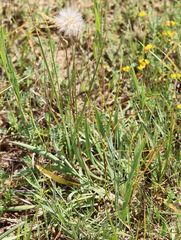 Scorzonera parviflora