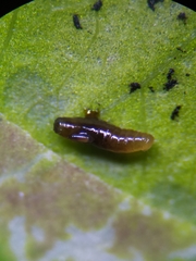 Phytomyza aquilegiae