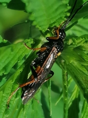 Acaenitinae