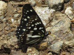 Apaturinae