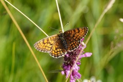 Melitaea parthenoides