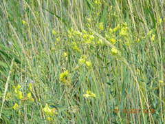 Linaria genistifolia