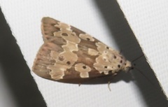 Sommeria culta