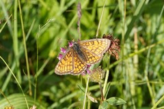Melitaea parthenoides