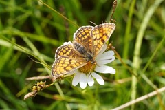 Melitaea parthenoides