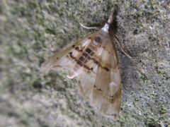 Trichophysetis cretacea
