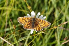 Melitaea parthenoides