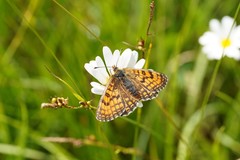 Melitaea parthenoides