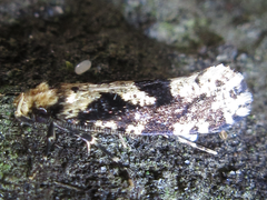 Morophagoides moriutii