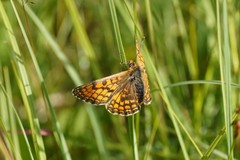 Melitaea parthenoides