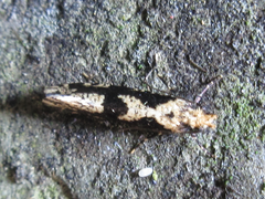 Morophagoides moriutii