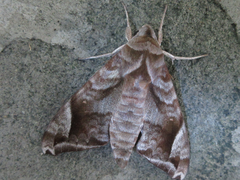 Acosmeryx naga