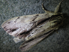 Shaka atrovittatus