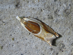 Ancylis mandarinana