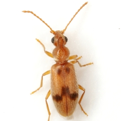 Notoxus monodon