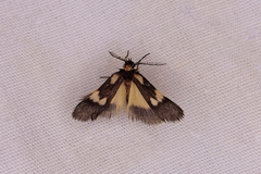 Poliodule melanotricha