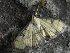 Goniorhynchus