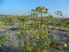 Astrodaucus littoralis
