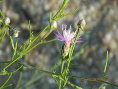 Centaurea odessana