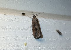 Endothenia ericetana