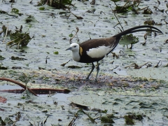 Hydrophasianus chirurgus