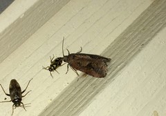 Endothenia ericetana