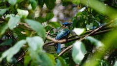 Momotus coeruliceps