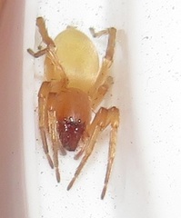Cheiracanthium furculatum