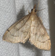 Metasia dicealis