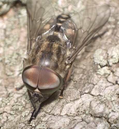 Large Marsh Horse Fly
