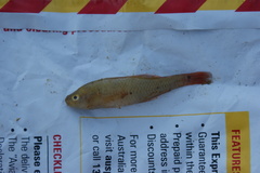 Hypseleotris