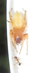 Cheiracanthium furculatum