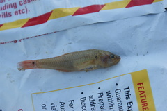Hypseleotris
