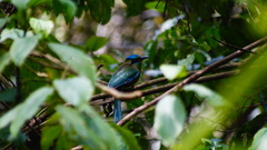 Momotus coeruliceps