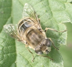 Eristalis abusiva