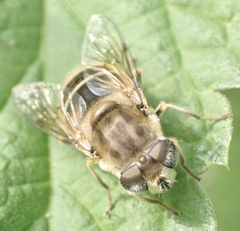Eristalis abusiva
