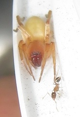 Cheiracanthium furculatum