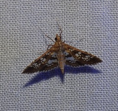 Sameodes